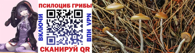 Галлюциногенные грибы Magic Shrooms  наркошоп  маркетплейс официальный сайт  Нальчик 